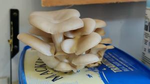 Same tub, but the mushrooms are much larger