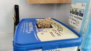 Small mushrooms poking through a hole in the lid of the tub